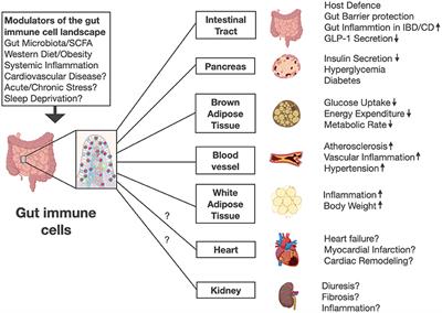 Gut immune cells—A novel therapeutical target for cardiovascular disease?